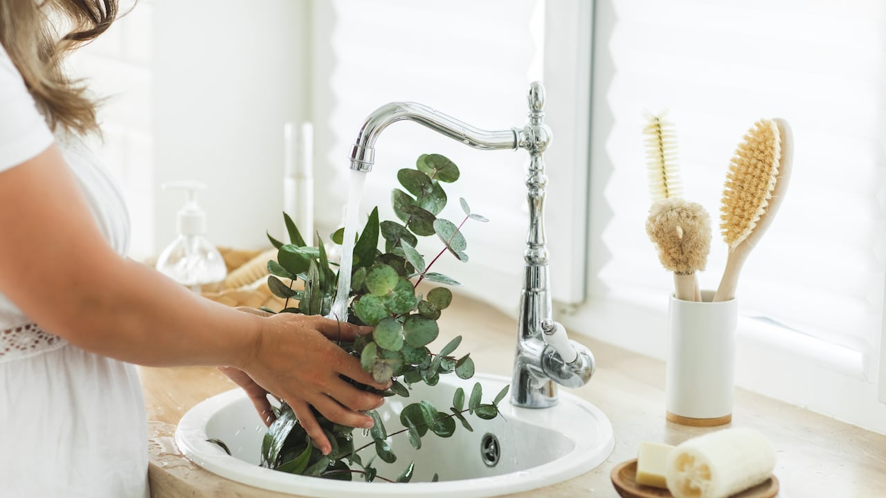 El eucalipto tiene propiedades antimicrobianas.