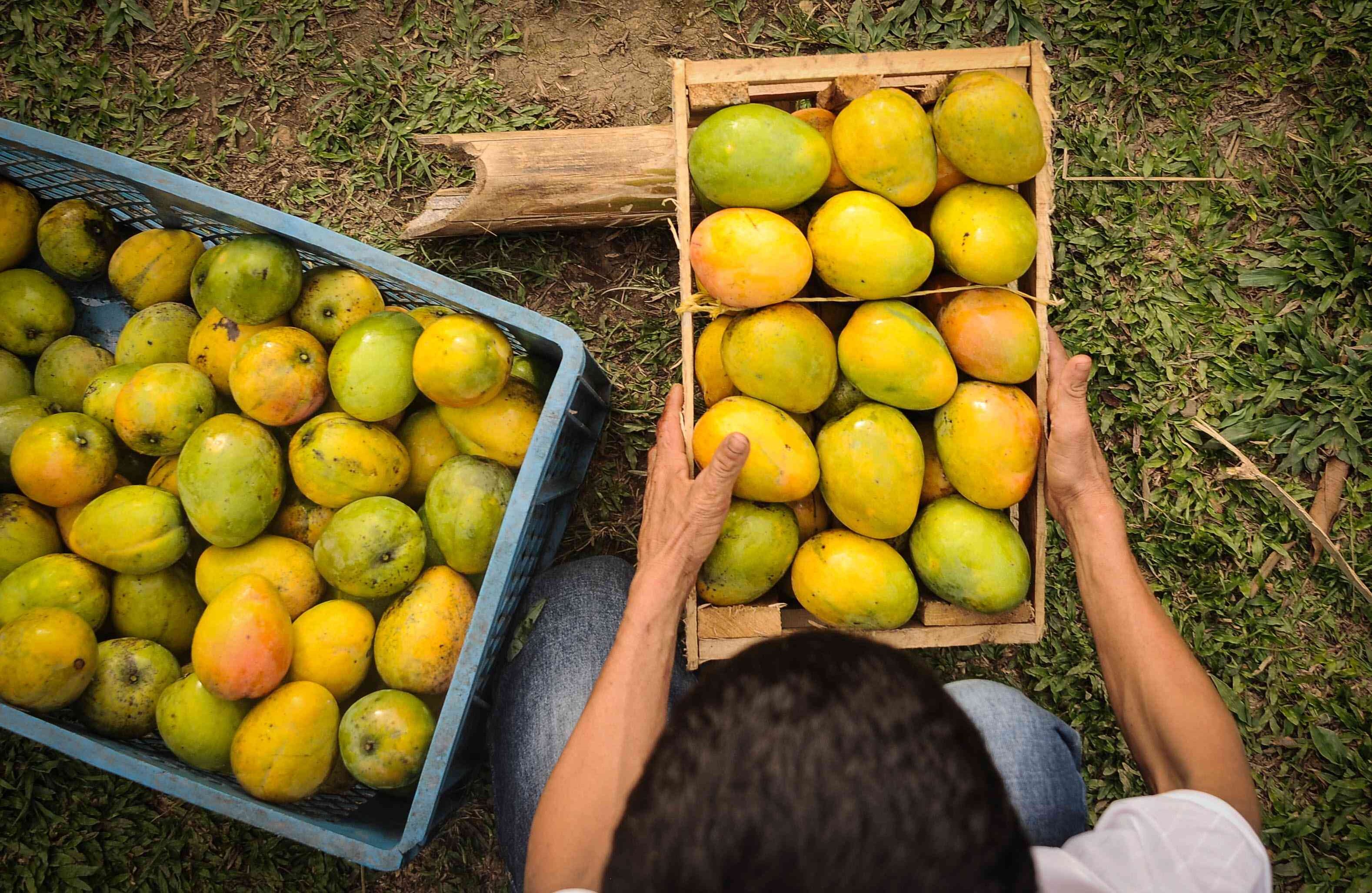 El desempleo no es un gran problema en el sector rural: fue de 5,14 por ciento en 2017. Esta cifra estuvo 4,24 por ciento por debajo del total nacional, que fue de 9,38 y es la tasa más baja para el sector rural desde 2001, desde cuando existen cifras comparables.