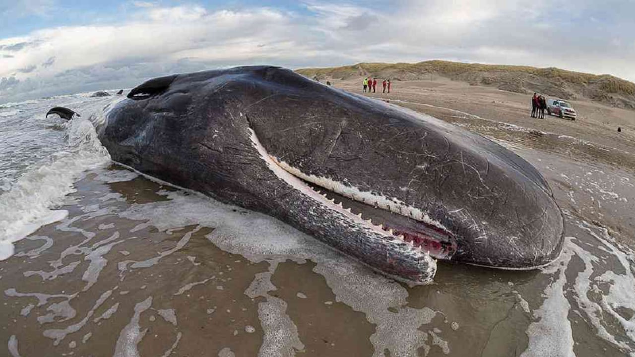 Ballena muerta por varamiento en mar argentino. Foto: Greenpeace Argentina