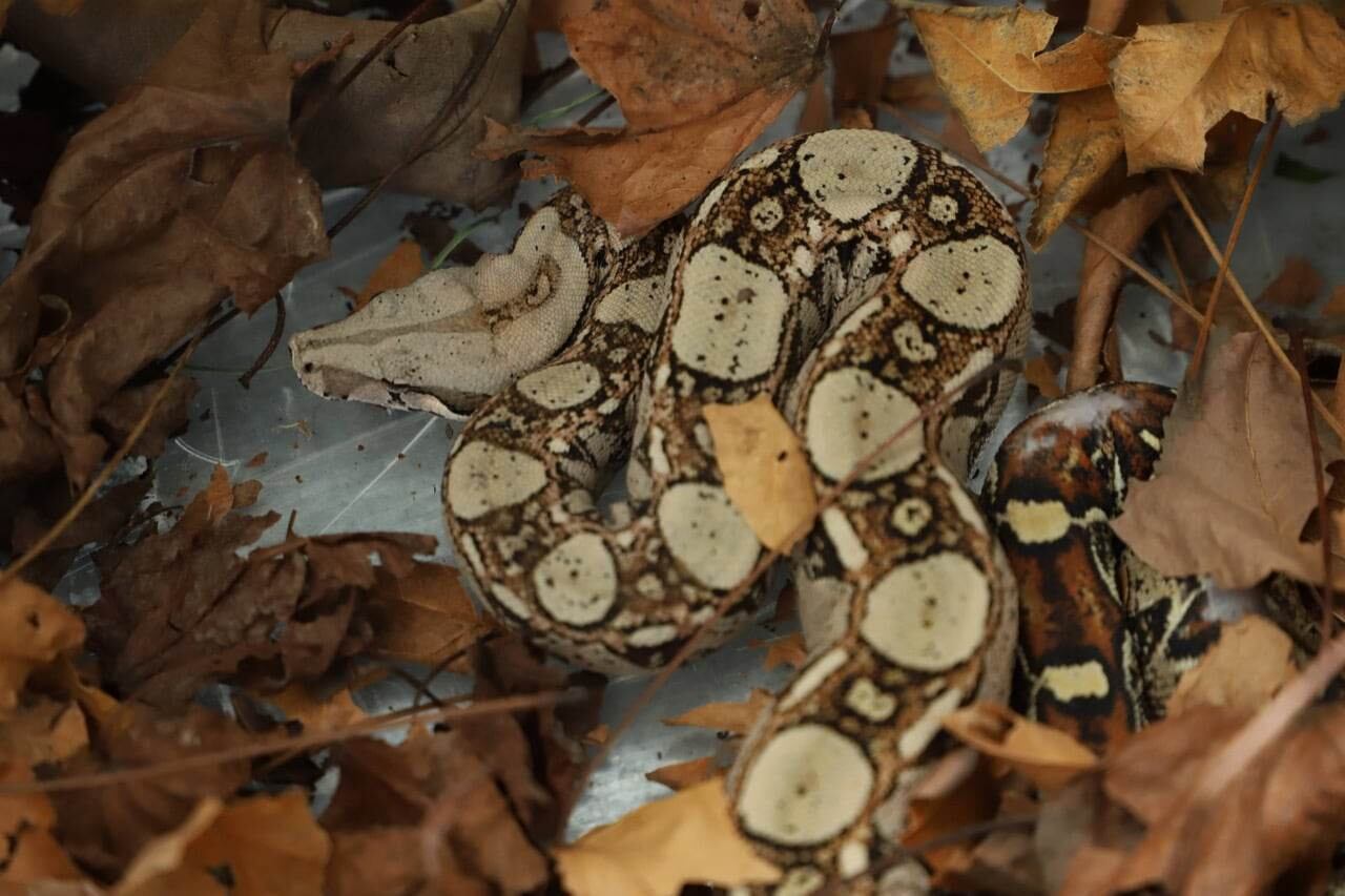 La Secretaría de Ambiente hizo un llamado a las personas para que antes de salir de las regiones, realicen una revisión exhaustiva de los automotores por los animales 'polizones'