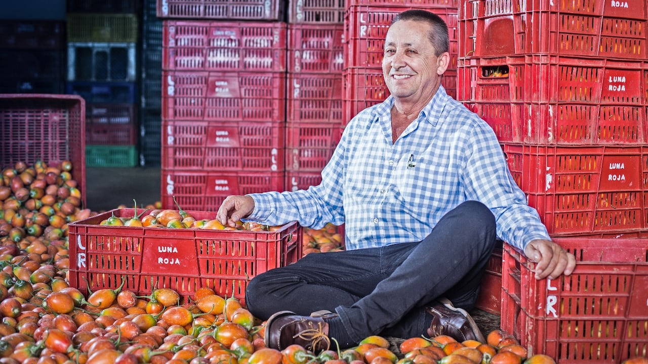 Aunque Antonio prefiere no revelar la cantidad de tomate que produce, cifras regionales dan cuenta de que Antioquia cosecha anualmente unas 40 toneladas de tomate en promedio por hectárea.