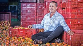 Aunque Antonio prefiere no revelar la cantidad de tomate que produce, cifras regionales dan cuenta de que Antioquia cosecha anualmente unas 40 toneladas de tomate en promedio por hectárea.