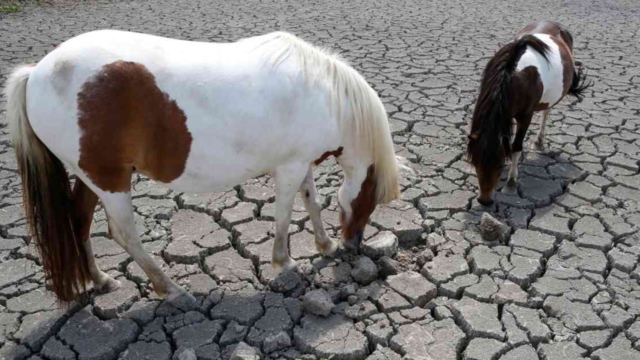 En regiones como Suramérica, África Austral y Australia habrá condiciones más secas que en los últimos años. Foto: Pascal Pochard-Casabianca/AFP