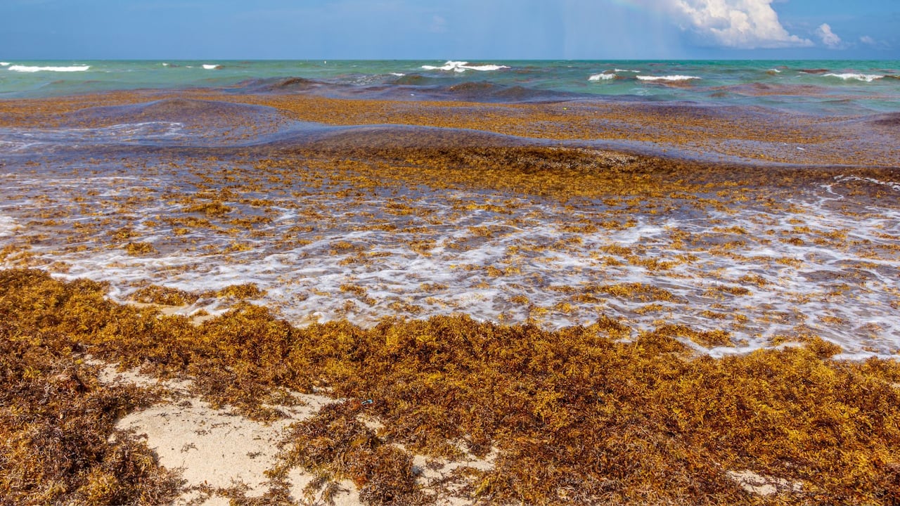 Las floraciones afectan ecosistemas, economías y costas.