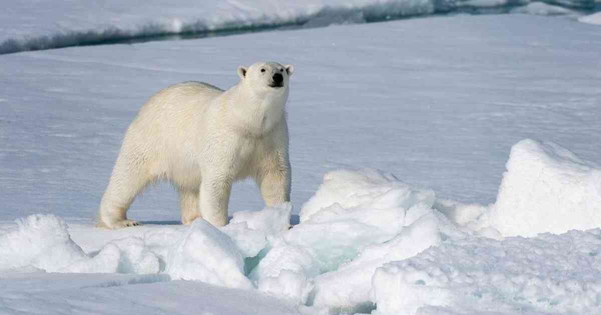 El nacimiento de especies de fauna silvestre en cautiverio siempre será un motivo de regocijo. (Foto ilustrativa: Getty Images). 