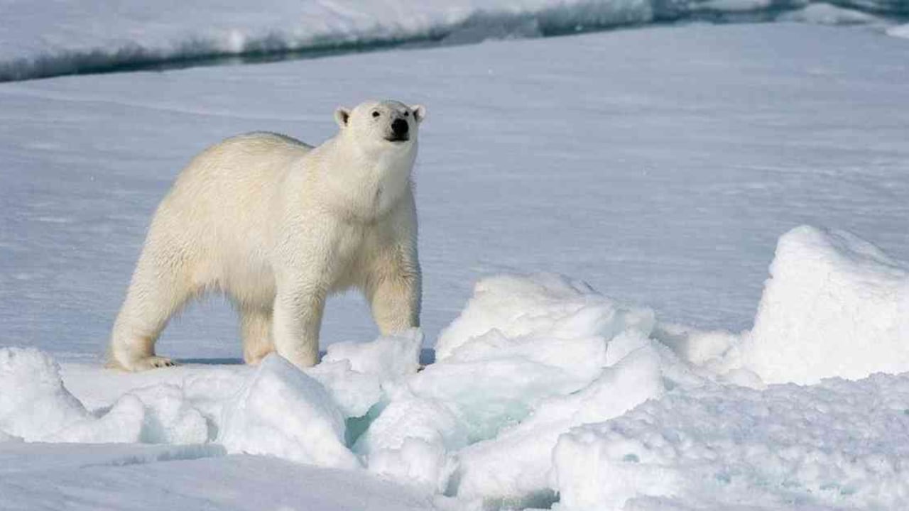 Los osos polares están en grave riesgo de extinguirse por factores como la pérdida de su hábitat por el calentamiento global. Foto: Getty Images.