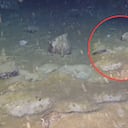 La Antártida reveló un ecosistema submarino que permaneció oculto durante siglos.