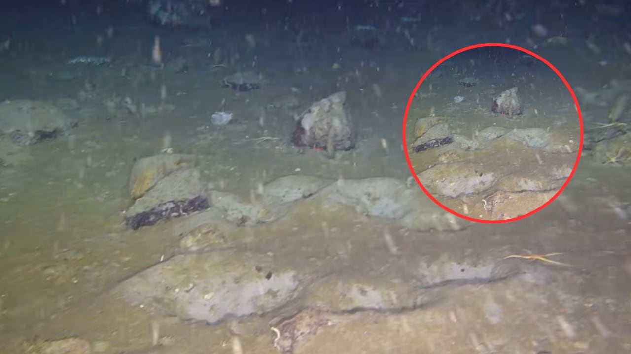 Una zona inaccesible del Mar de Weddell sorprendió con una colonia de peces única.