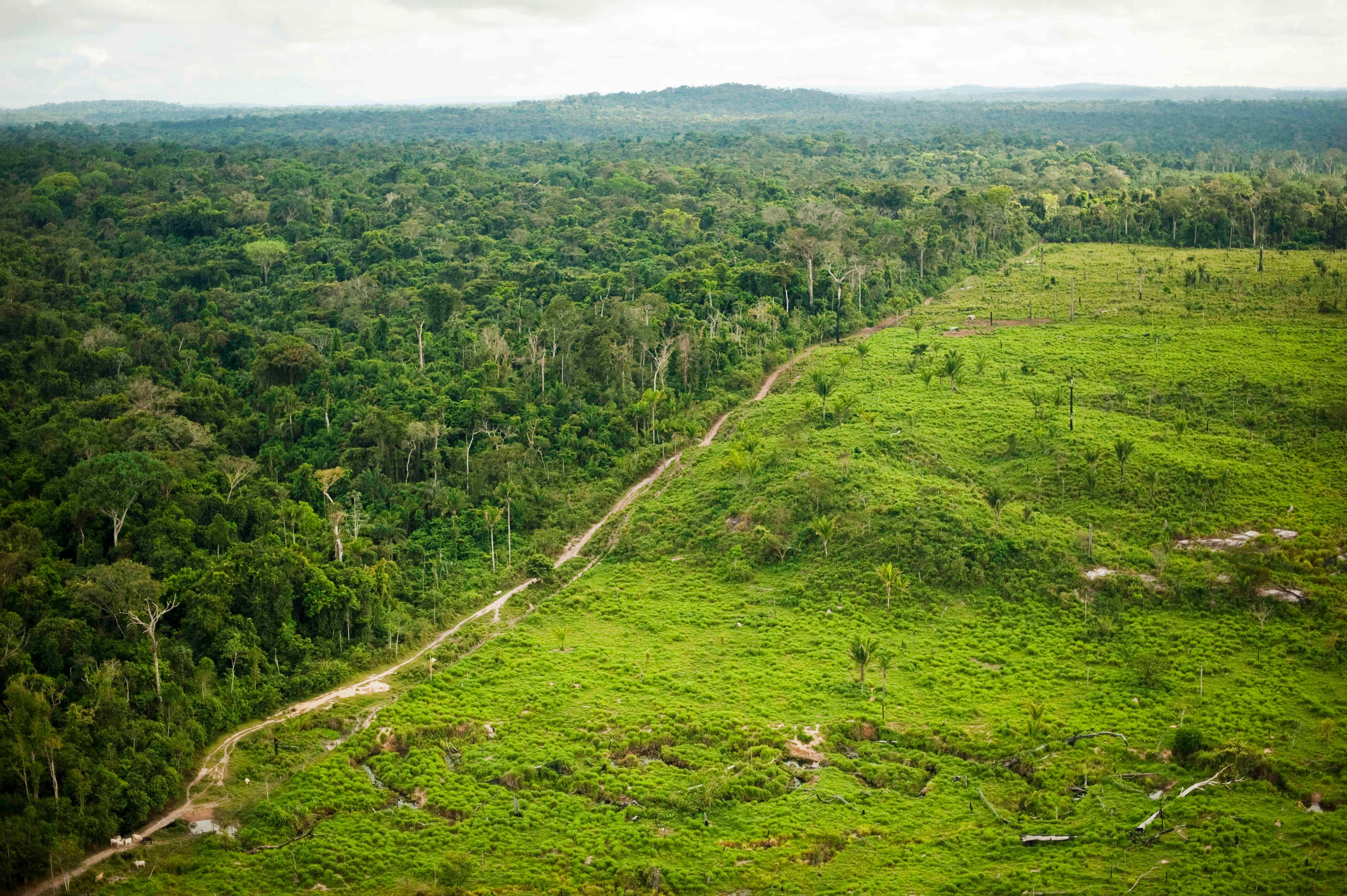 El equilibrio entre producción económica y conservación ambiental es uno de los grandes retos frente a la preservación de la Amazonía. La implementación de políticas públicas puede aportar a la solución y catapultar al estado de Pará, en Brasil, como un referente continental.