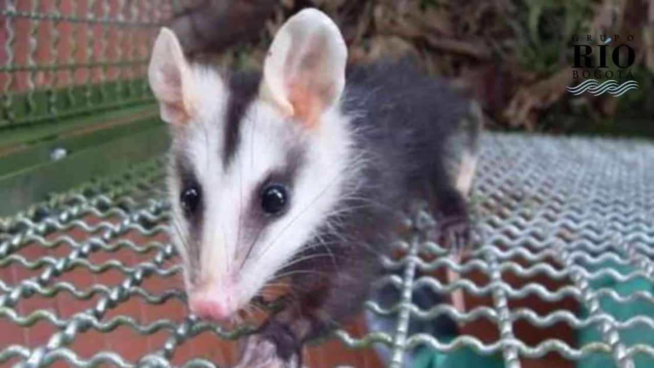 La zarigüeya es uno de los mamíferos que ha sobrevivido en los humedales de Bogotá. Foto: Silvia Rojas.