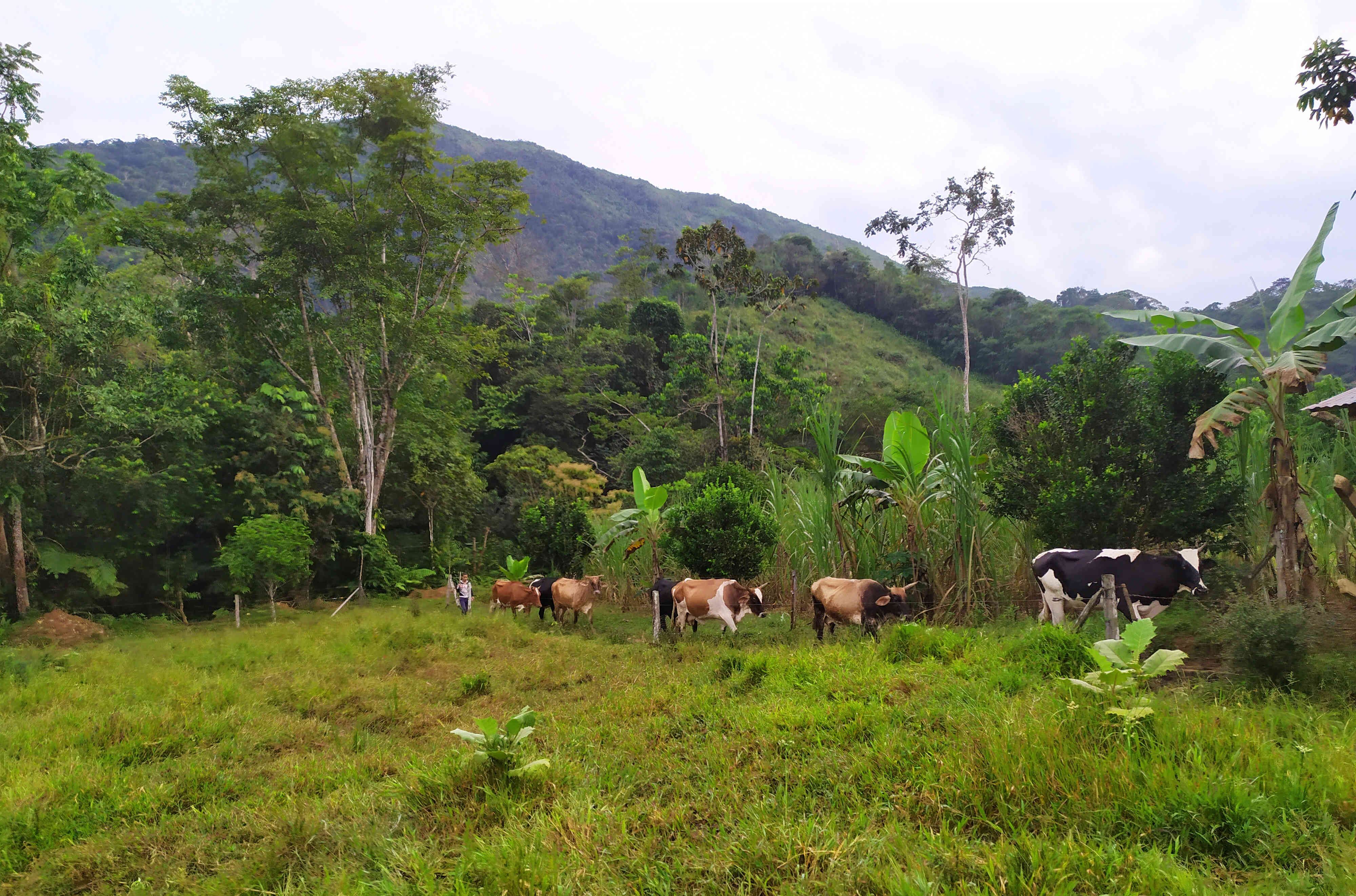 Ganadería, agricultura sostenible, meliponicultura y otras buenas prácticas son algunas de las alternativas que apuntan al balance entre conservación ambiental y desarrollo económico, uno de los pilares para la protección de la Amazonía. Testimonios desde Colombia y Brasil.