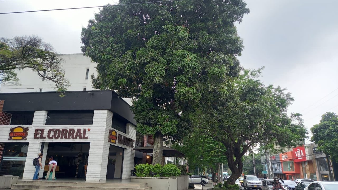 Árbol de mago, hamburguesas de El Corral Avenida Sexta.