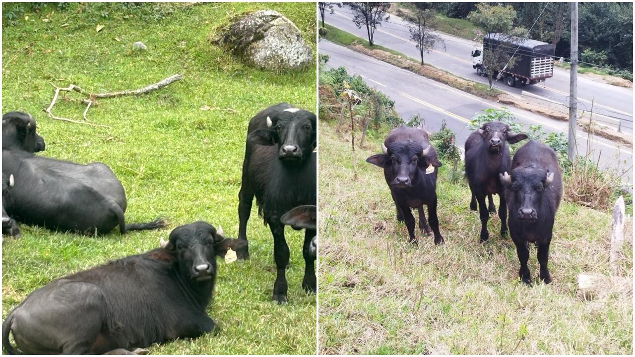 Impactante accidente: teniente chocó contra un búfalo que andaba suelto: “El dueño no quiere responder y niega ser el propietario”, denuncia