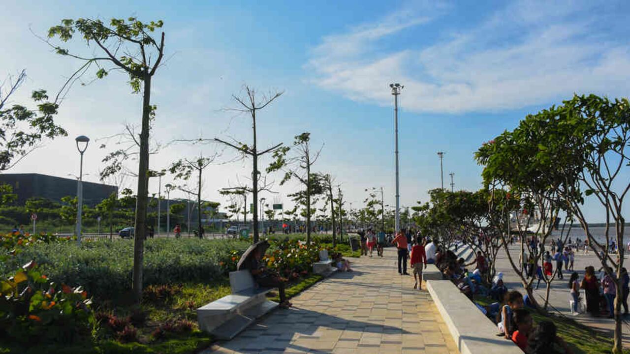 El programa 'Siembra Barranquilla' se encarga de la siembra y la preservación de más de 250.000 especies de árboles en la ciudad.