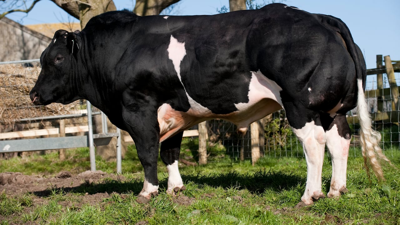 Imagen de un toro azul británico que muestra el doble músculo clásico por el que se destaca la raza. (Photo by: Wayne Hutchinson/Farm Images/Universal Images Group via Getty Images)
