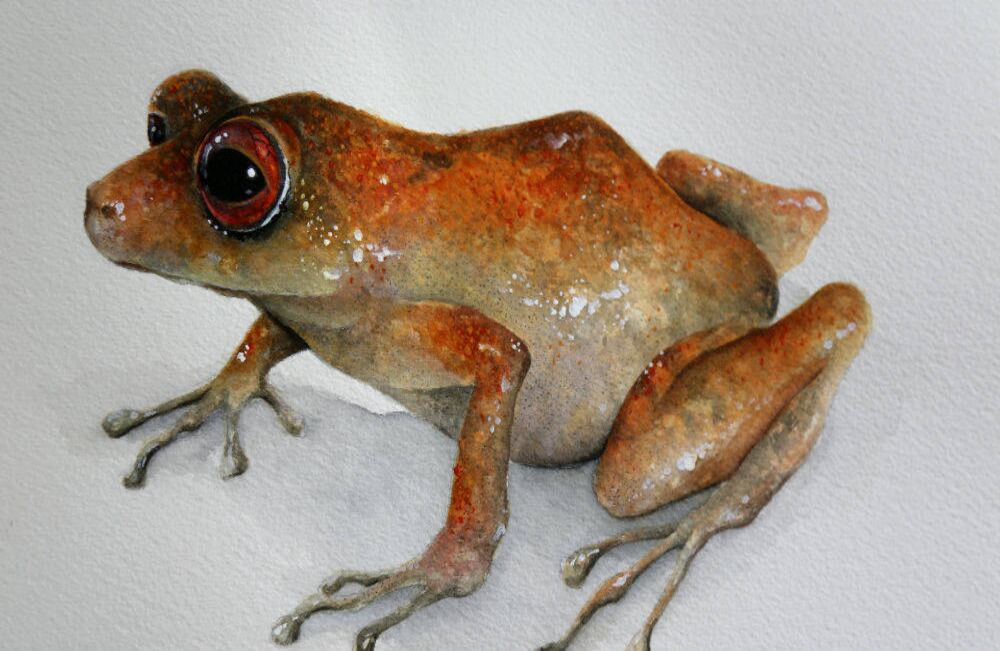 Pristimantis adamanteus. Del latín adamanteus que significa inflexible. Su nombre en alusión y reconocimiento a la inmodificable decisión del Presidente Santos de firmar la paz con la guerrilla de las FARC. Esta especie hace parte del grupo de los anfibios
