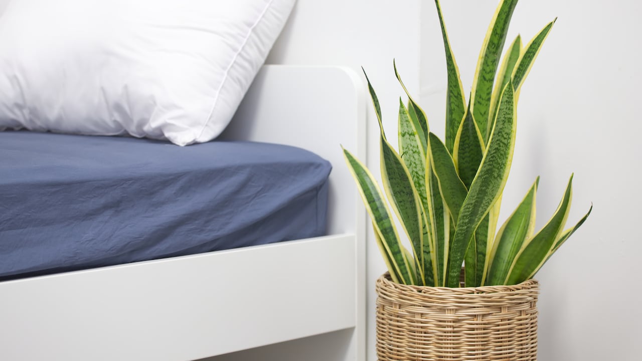 La Sansevieria puede ayudar a crear un ambiente más saludable para dormir mejor.