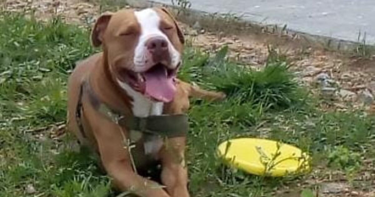 Terry, perro de raza Pitbull atacado en Manizales.