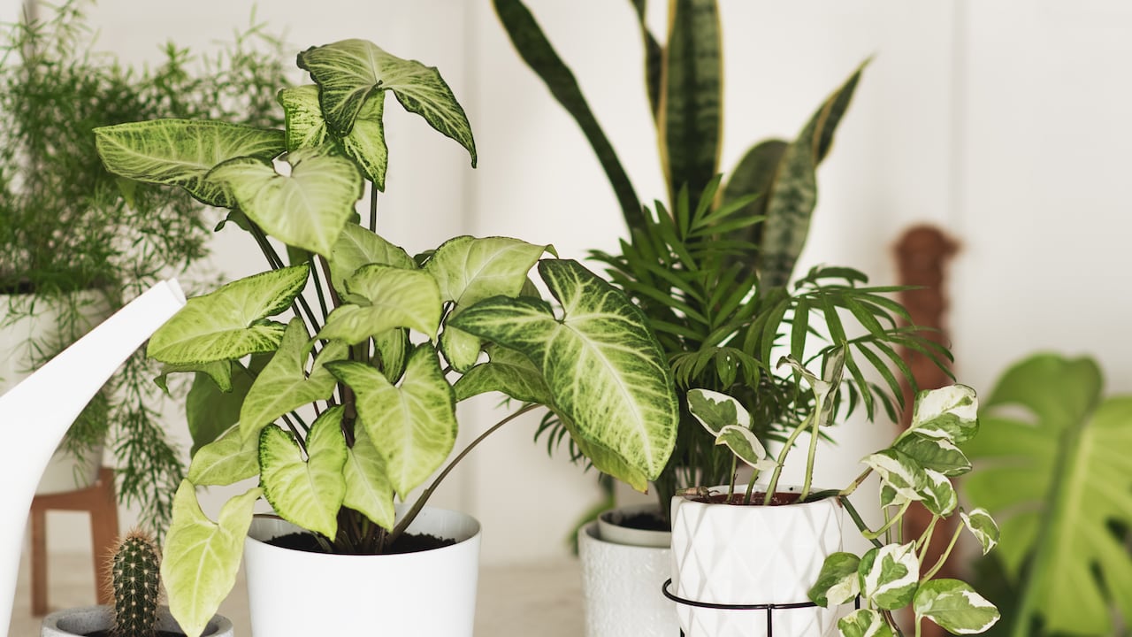 Hay plantas que se relacionan con la buena suerte.