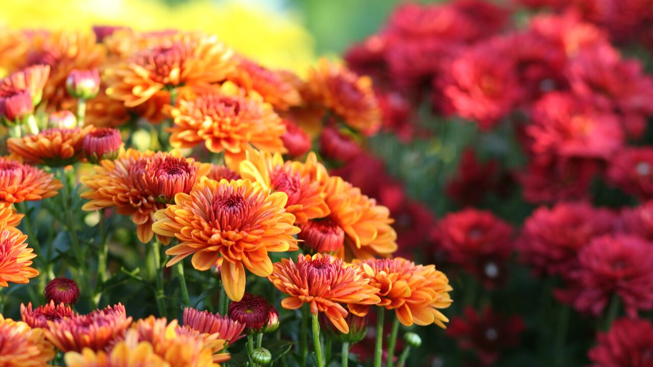 Los crisantemos destacan por su belleza.