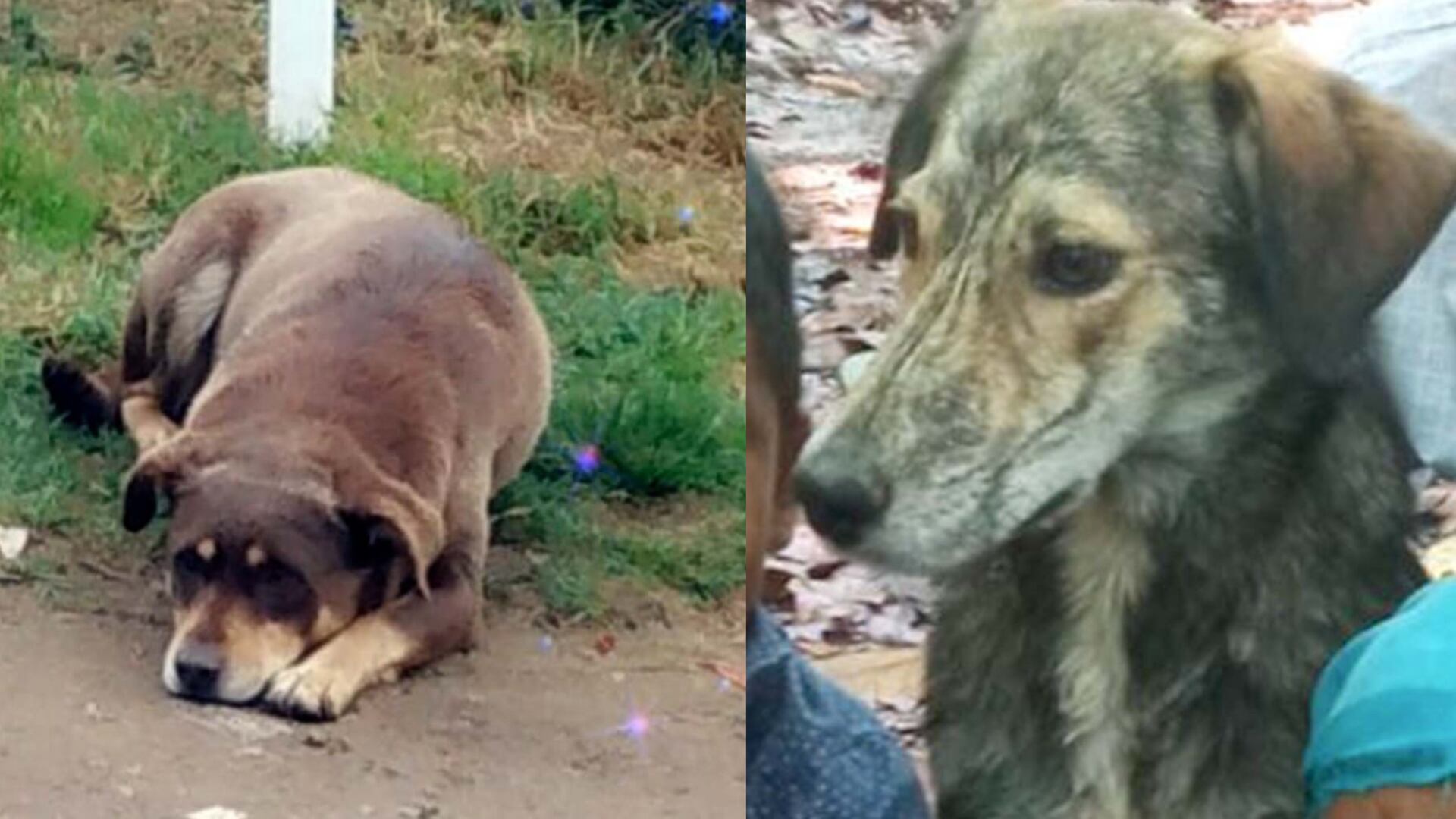 Ambos hombres fueron imputados por el delito de maltrato animal.
