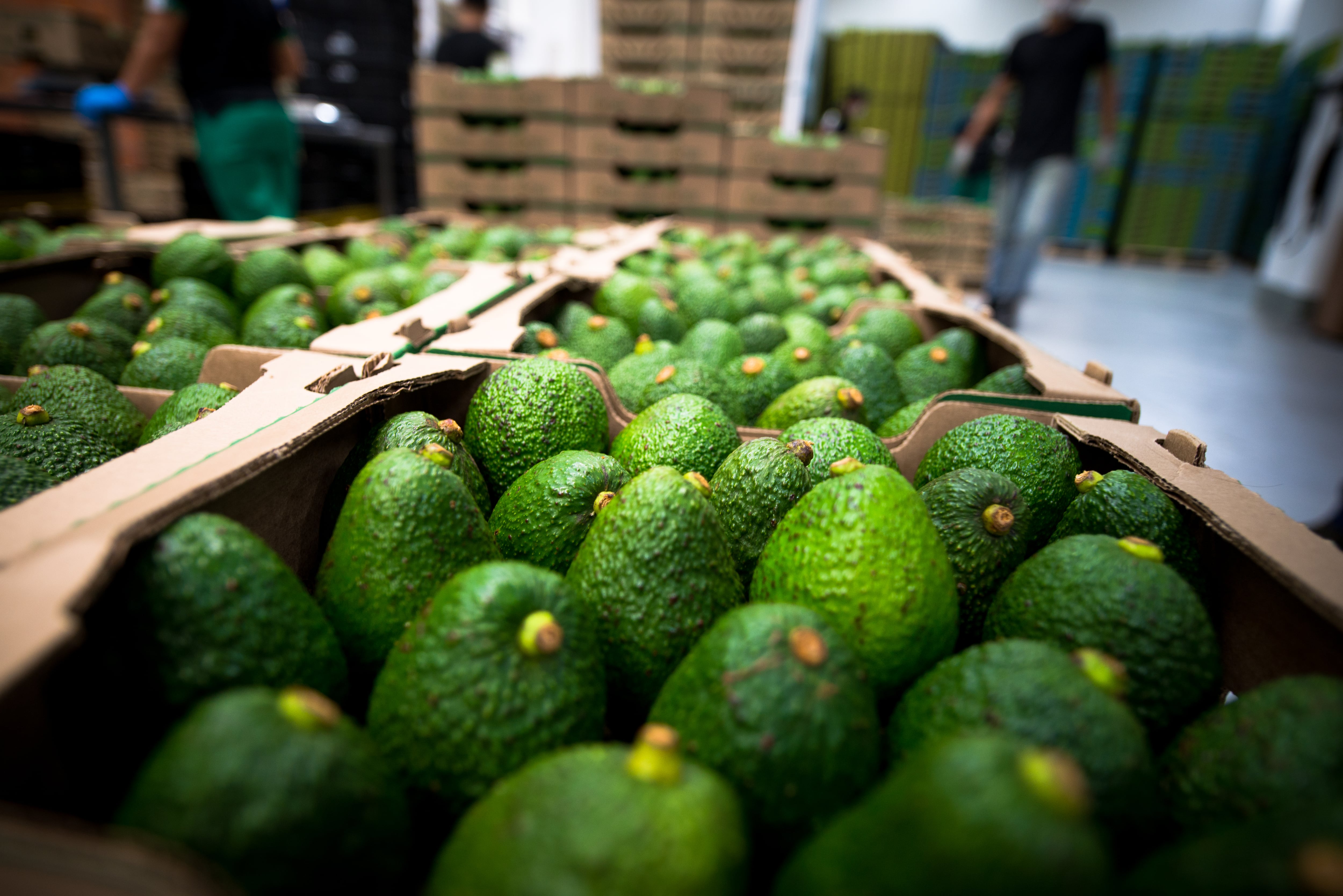 Exportación aguacate hass