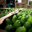 Exportación aguacate hass