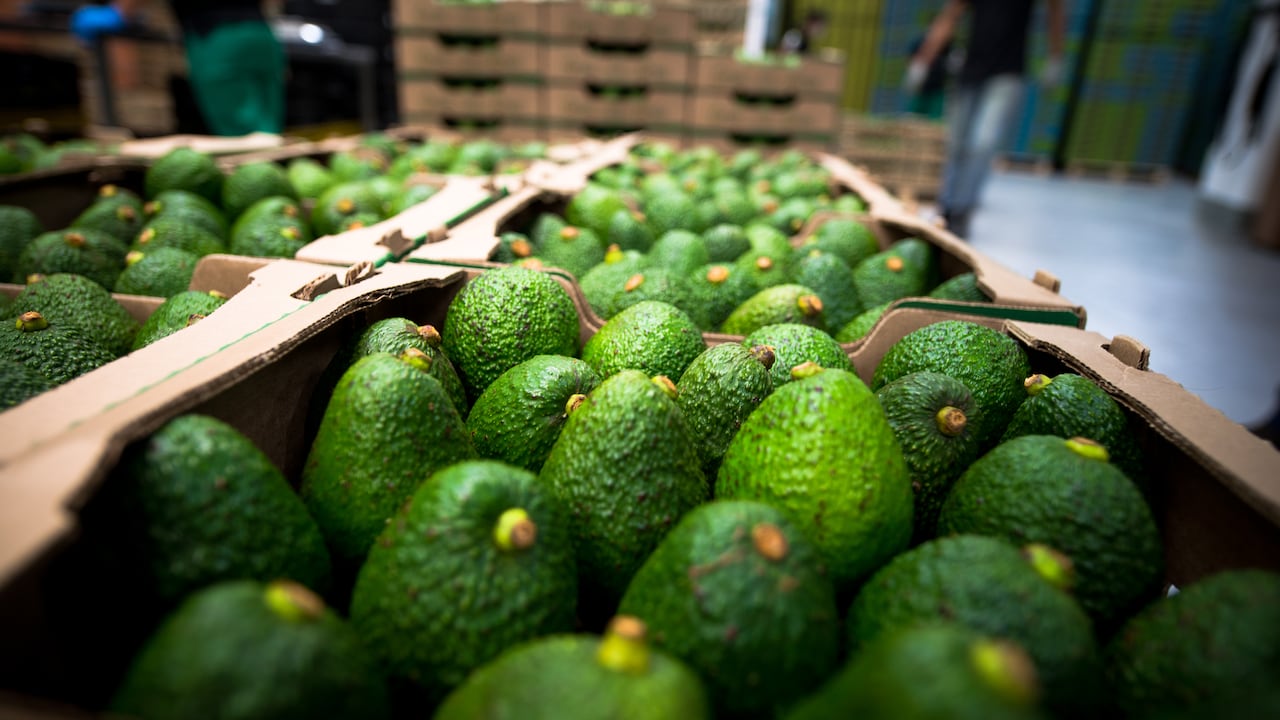 En 2021 Chile importó cerca de US$126 millones en aguacate desde diferentes países.