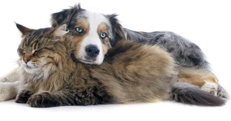 Seis de cada 10 colombianos tiene una mascota en su casa.