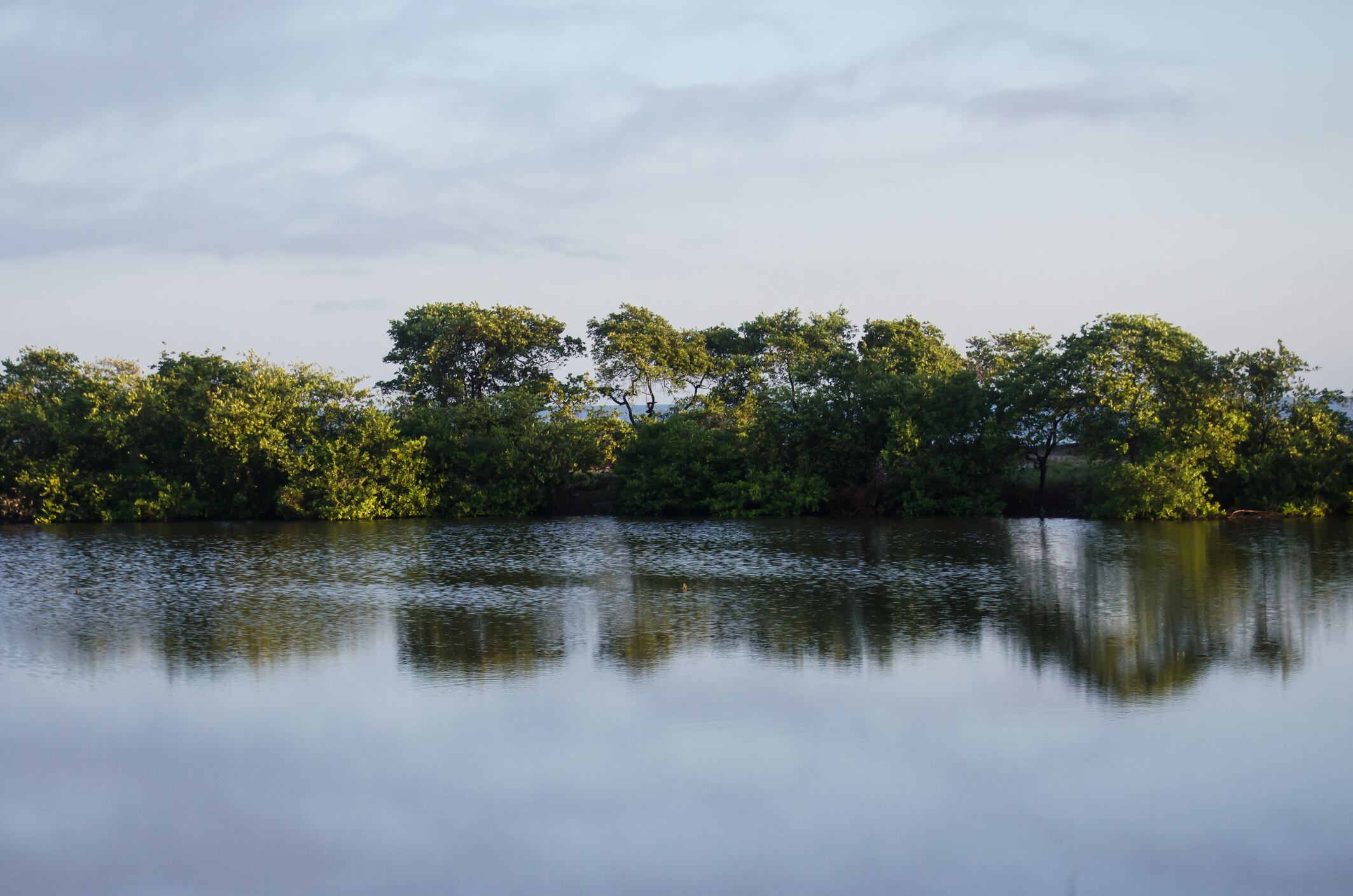 Ciénaga grande de santa Marta