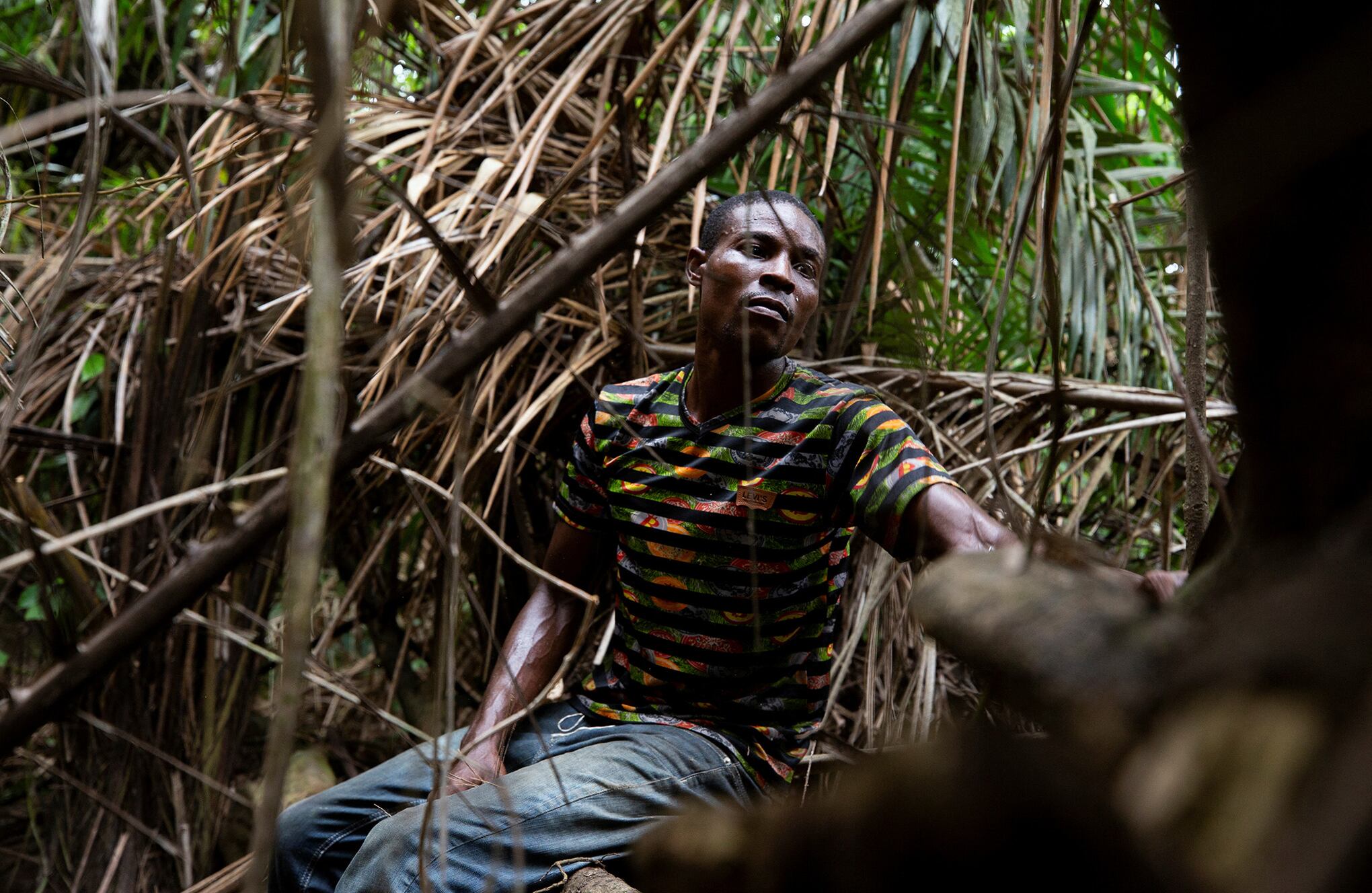 En imágenes : los bosques en extinción de Nigeria