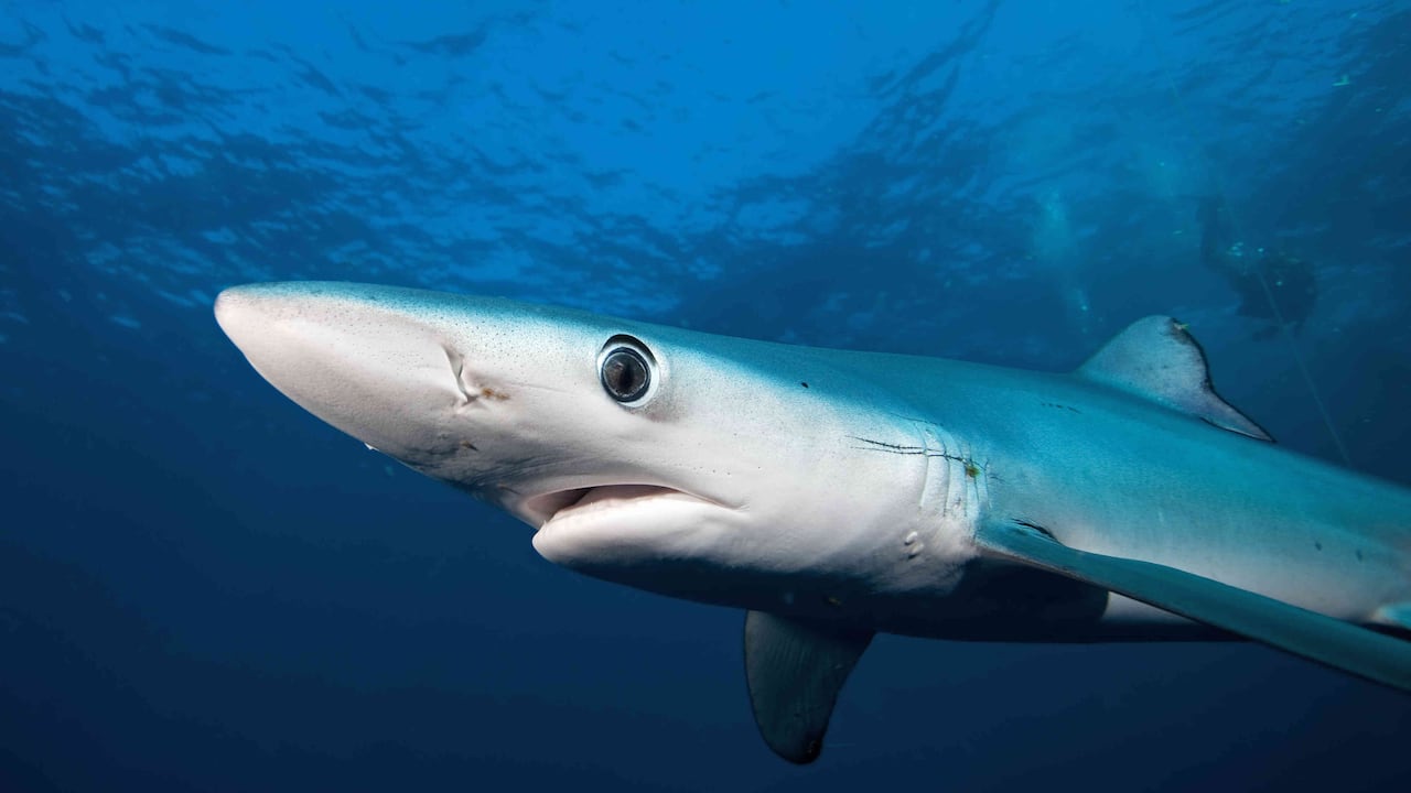 Los tiburones son una especie vuelnerable a la caza en el país. Foto: Martin Prochazkacz