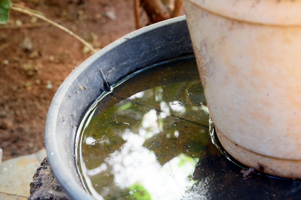 Chikungunya - Chikunguña
