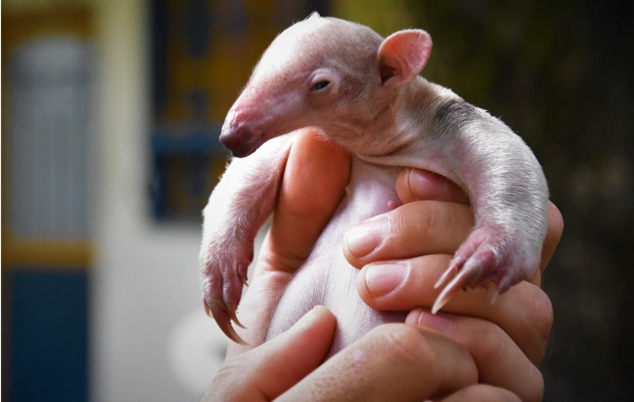 Oso melero bebé rescatado en el Huila