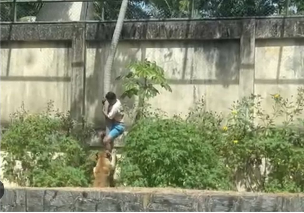 El joven murió tras ser atacado por la leona