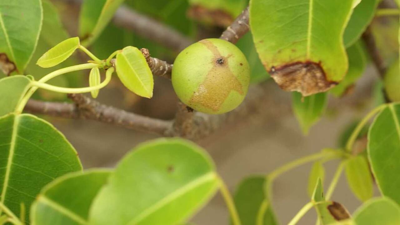 Es considerado como el árbol más peligroso del mundo. Puede dejarlo ciego o matarlo.