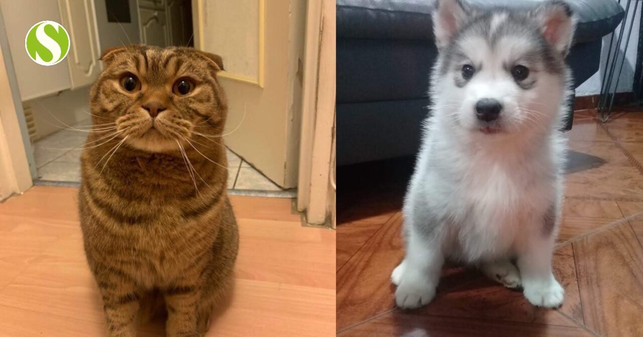 Las mascotas también sufrieron cambios en su cotidianidad producto de la pandemia.