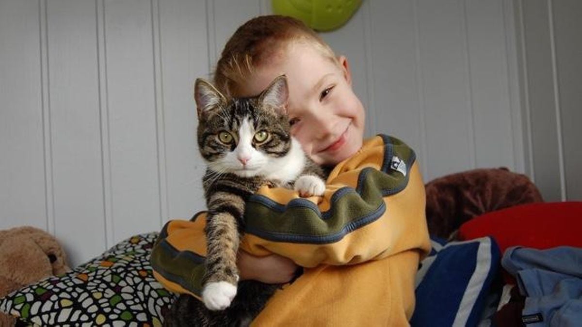 Convivencia entre gatos y niños