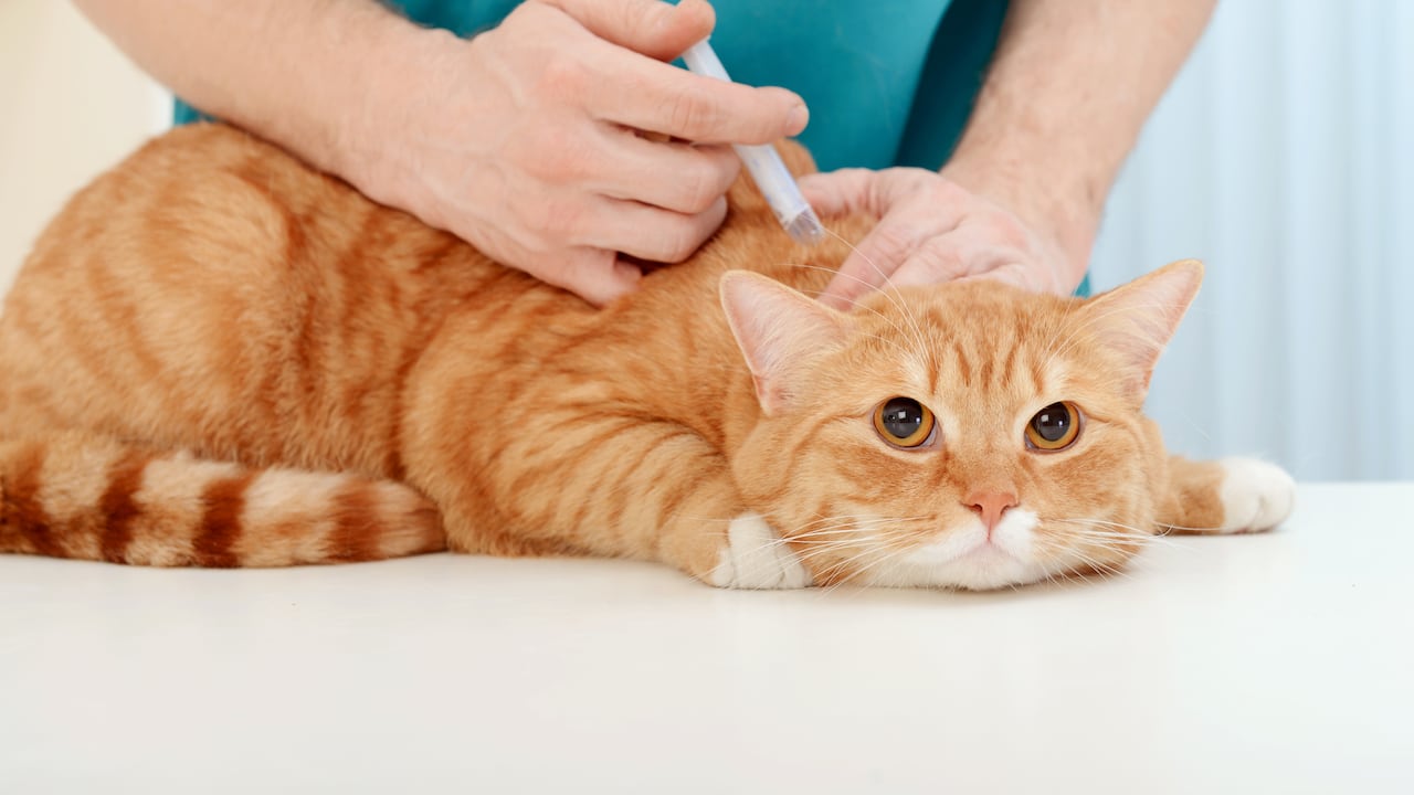 Los gatos requieren algunas vacunas obligatorias para mantenerse sanos.