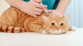 Gatos