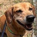 Así avanza la recuperación de Mateo, mascota rescatada en el incendio de El Guabal.