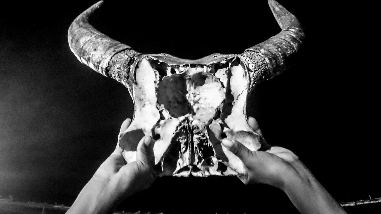 Los cuernos son usados para entrenar a toreros y banderilleros tiempo antes de la faena.