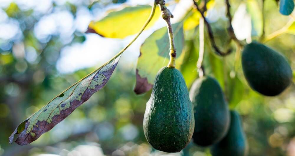 Aguacate Hass. Getty