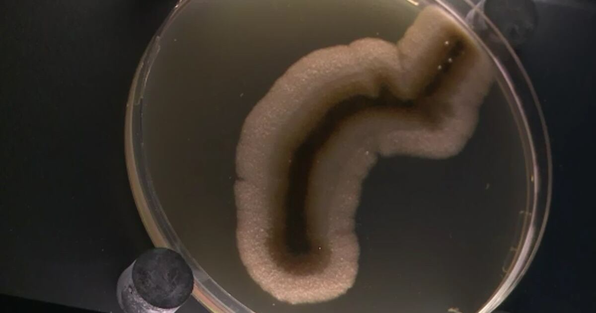 “Micropia” es el primer zoo interactivo de microbios. Abrió sus puertas en Ámsterdam con el objetivo de reivindicar el papel de estas minúsculas criaturas en la supervivencia de la humanidad. 