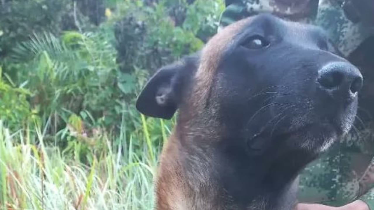 En medio de la búsqueda del perro Wilson, Ejército logra salvarle la vida a Óliver, mordido por una serpiente. Esta es la historia
