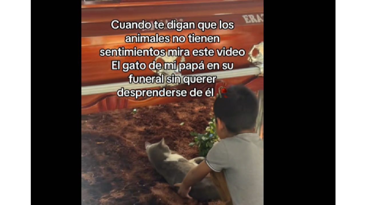 Hizo llorar a todos en el velorio: dueño murió y su gato protagonizó una emotiva escena que ‘rompe’ las redes.