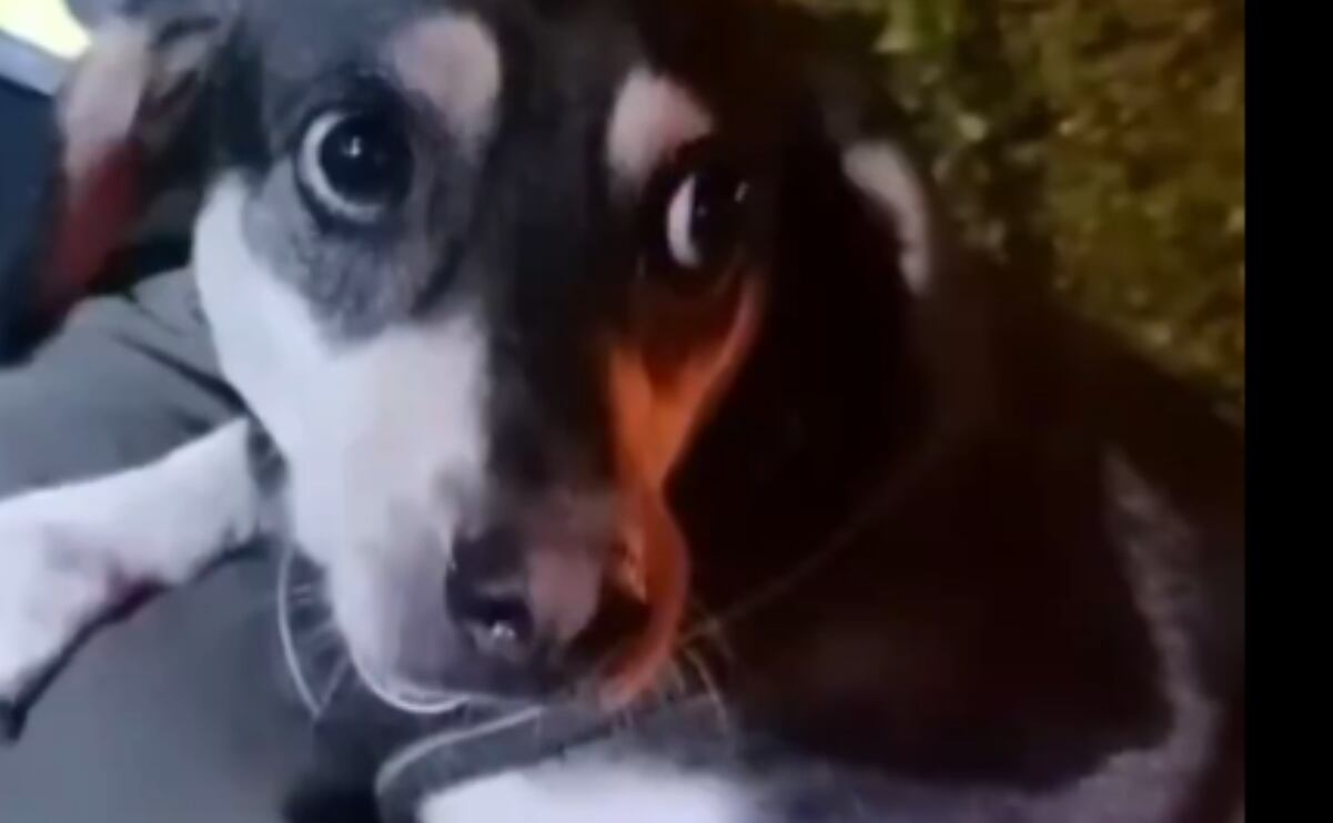 Macota asustada huye de la lluvia en Cali