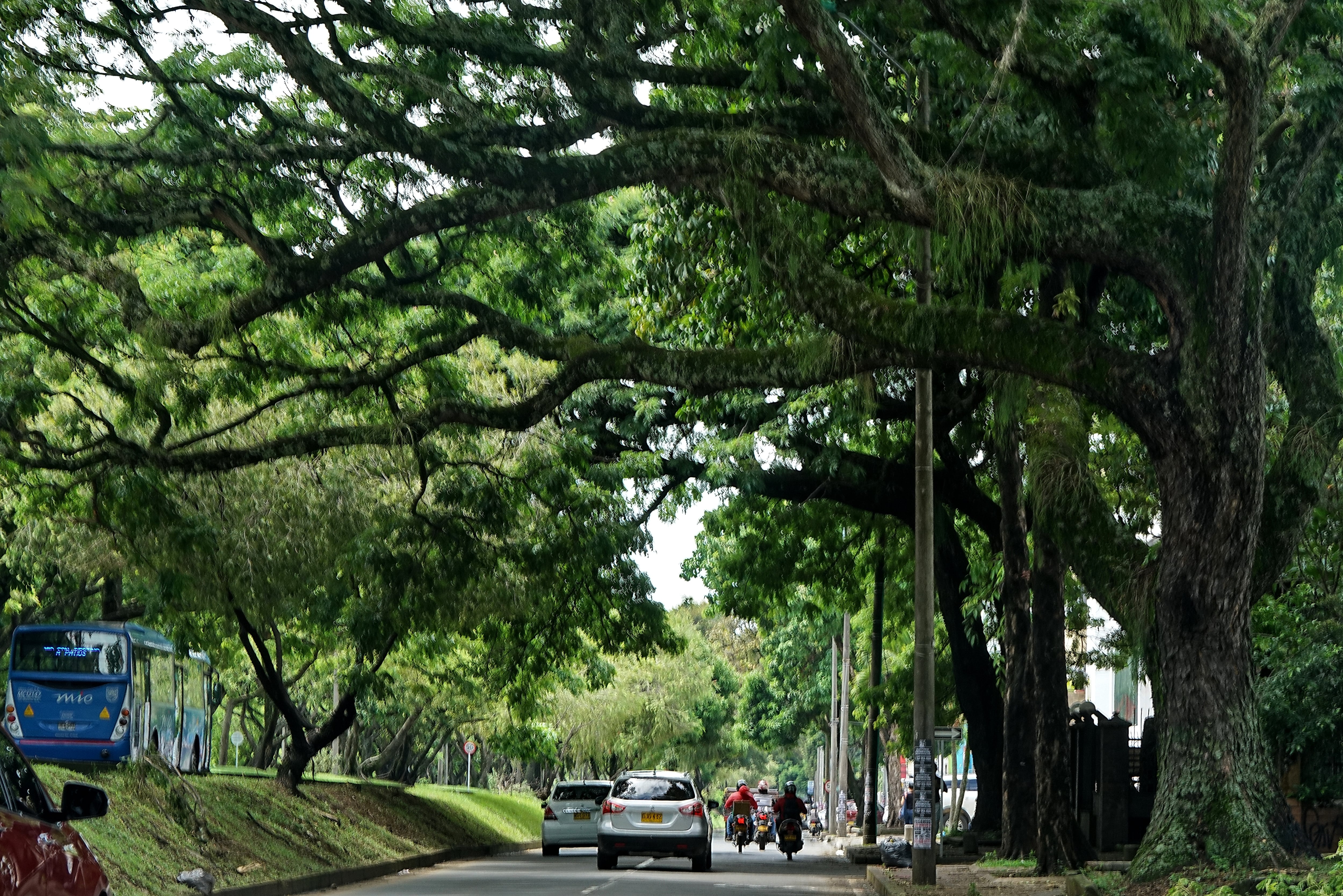Cada 29 de abril Colombia celebra el Día Nacional del Árbol, una fecha para concienciar a la población sobre la importancia de proteger a estos guardianes de la naturaleza.