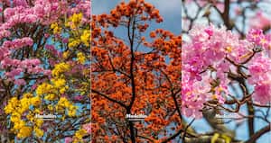 Flores embellecen las calles de la capital de Antioquia.