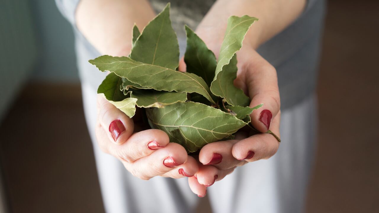 El laurel es una de las plantas más empleadas en el desarrollo de rituales.
